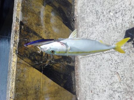 ツバスのちコノシロ